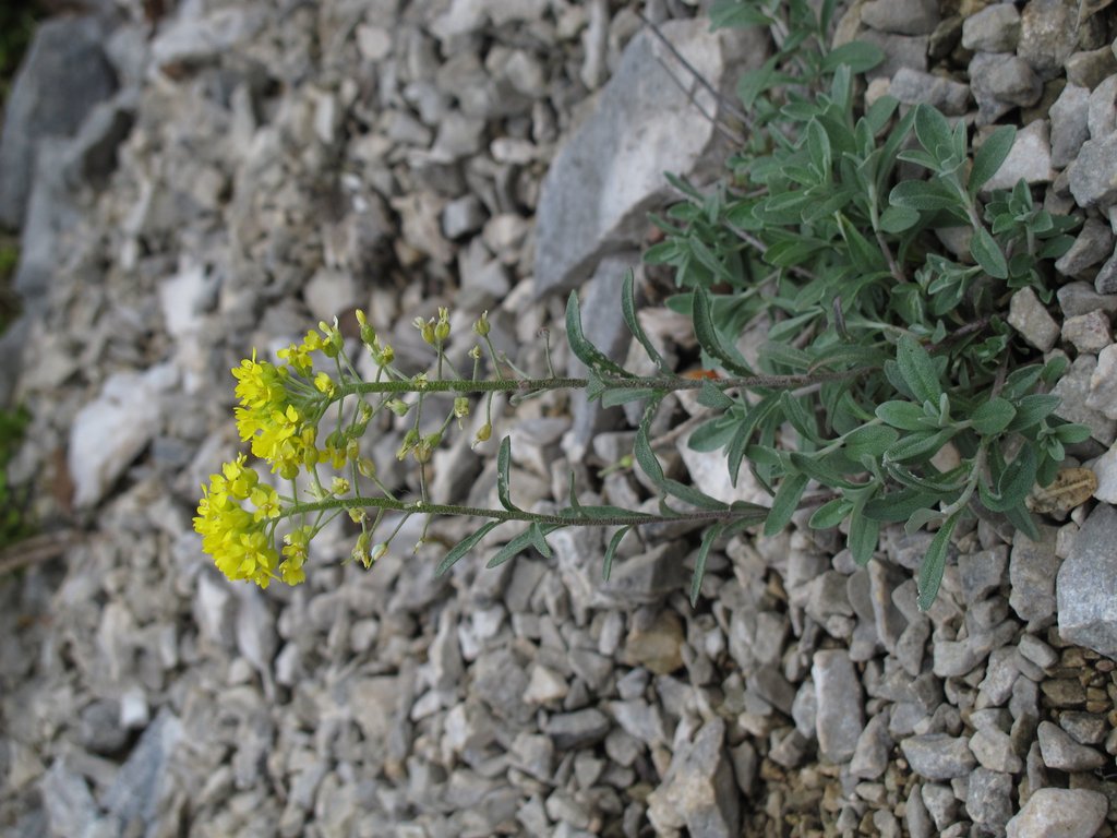 Alyssum montanum